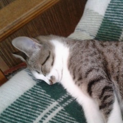 Иван Цуркану, 12.09.1987, Сергиев Посад