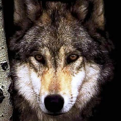 Алексей Багненко, 05.12.1983, Торез