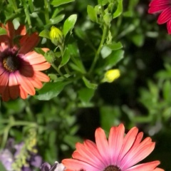 Сара Жук, 10.11.1990, New York City