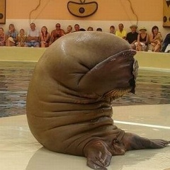 Артём Шабля, 17.11.1901, Klagenfurt