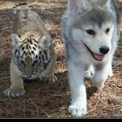 Arzu Azer, 02.01.1991, Ташкент