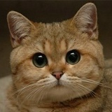 Алина Назаренко, 13.06.1967