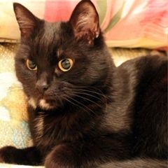 Беримор Стрижов, Новосибирск