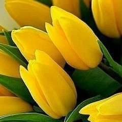 Наталия Баталова, Сольцы