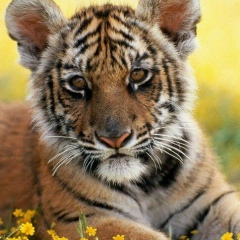 Нурик Borziev, 01.01, Махачкала