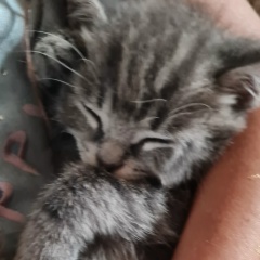 Armen Dilanyan, 24.05.1980, Камышин