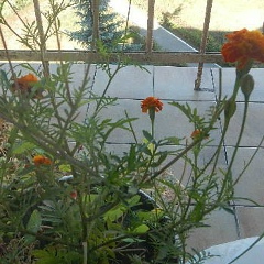 Анастасия Долгонос, 08.01, Санкт-Петербург