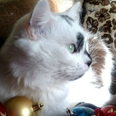 Сонька Шкодная, 10.08.1998, Новосибирск