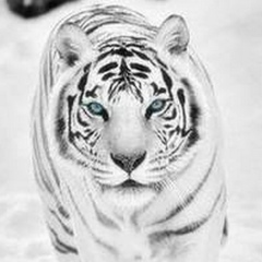 Алик Хайдаршин, 19.01, Уфа