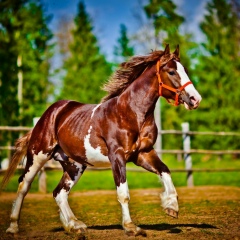 Серёга Чернышов, 03.12.1997, Йошкар-Ола