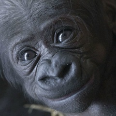 Ярослав Бочаров, Москва