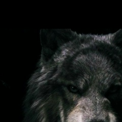 Дауд Нохчо, 30.10.1995, Гудермес