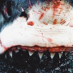 Данияр Максутов, Тараз