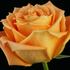 Агринаг Росес, 01.12, Latacunga