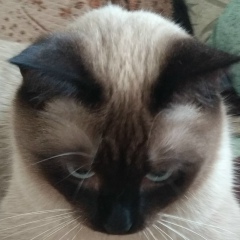 Сергей Севостьянов, 04.06, Санкт-Петербург