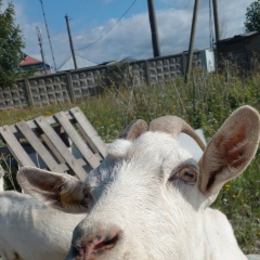 Элькаа Рзаева, 30.01, Санкт-Петербург
