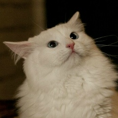 Роман Бортников