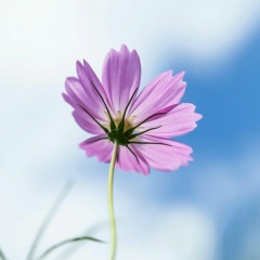 Elena Stepanets, 03.03