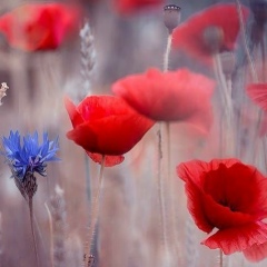 Светлана Бессонова, 09.03.1979, Москва