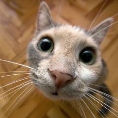 Александр Витковский, 06.08, Витебск