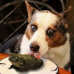 Александр Семенеев, 09.12.1989, Ростов-на-Дону