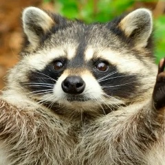 Владимир Атабекян, 01.11.1956, Санкт-Петербург