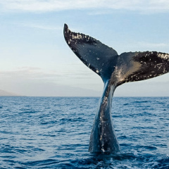 Машик Мозгалева, 19.01.1989, Москва