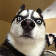 Stason Salomasov, Мелитополь