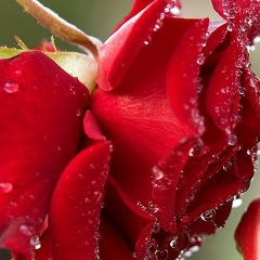 Елена Борисенко, Энергодар