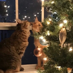 Ирина Никифорова, Барнаул