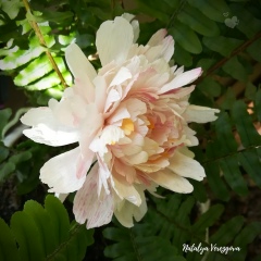 Наталья Верезгова, 16.03.2008, Санкт-Петербург