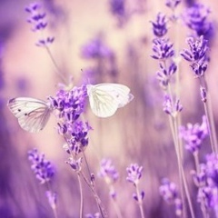 Инна Петрова