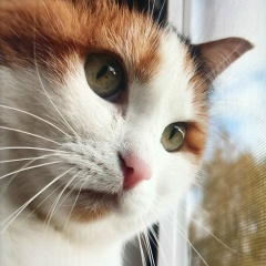 Алексей Алексеев