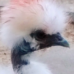 Елена Атрощенко, 16.07.1973, Гомель