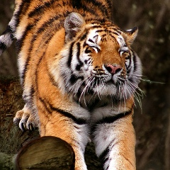 Борис Махалянов, 18.02.1986, Москва