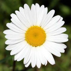 Ульяна Маенкова, Минск