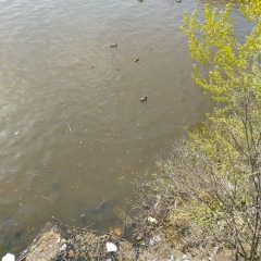 Дмитрий Одерий