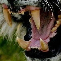 Василий Коломоец, 09.01