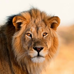 Сергей Море, 24.01