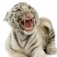 Алексей Сяткин, Пермь