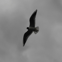 Лёха Харин, Санкт-Петербург