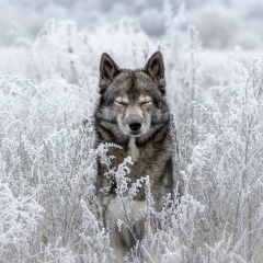 Абдулла Микаилов, 22.02.1996, Буйнакск