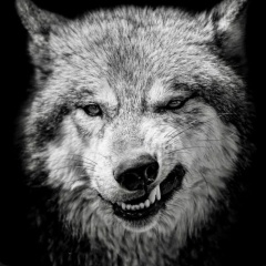 Mad Mad, Нальчик