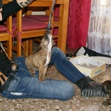 Тарас Нишпал, 28.09, Житомир