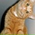 Петька не скажу, 12.10.1983, Салми