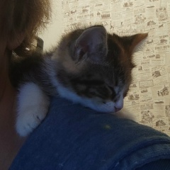 Елена Чикадзе, 10.06.1953, Санкт-Петербург