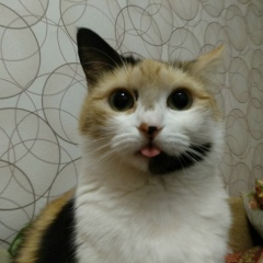 Иван Конушкин, 17.09.1997, Улан-Удэ