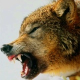 Рамзан Султанов, 27.02, Санкт-Петербург