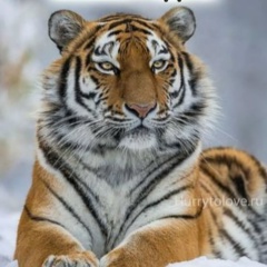 Алексей Кашин