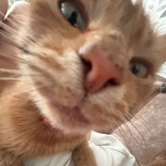 Александр Николаевич, Симферополь